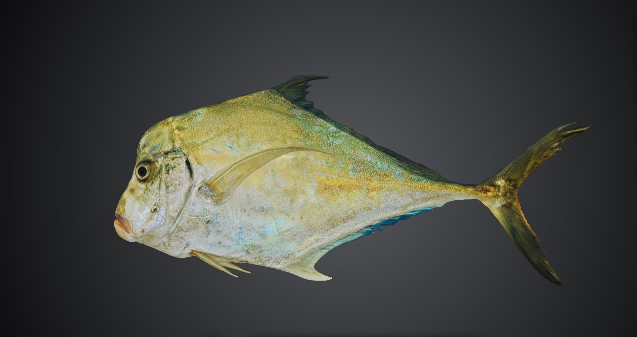ปลาโฉมงามหน้าหัก (Alectis indica)