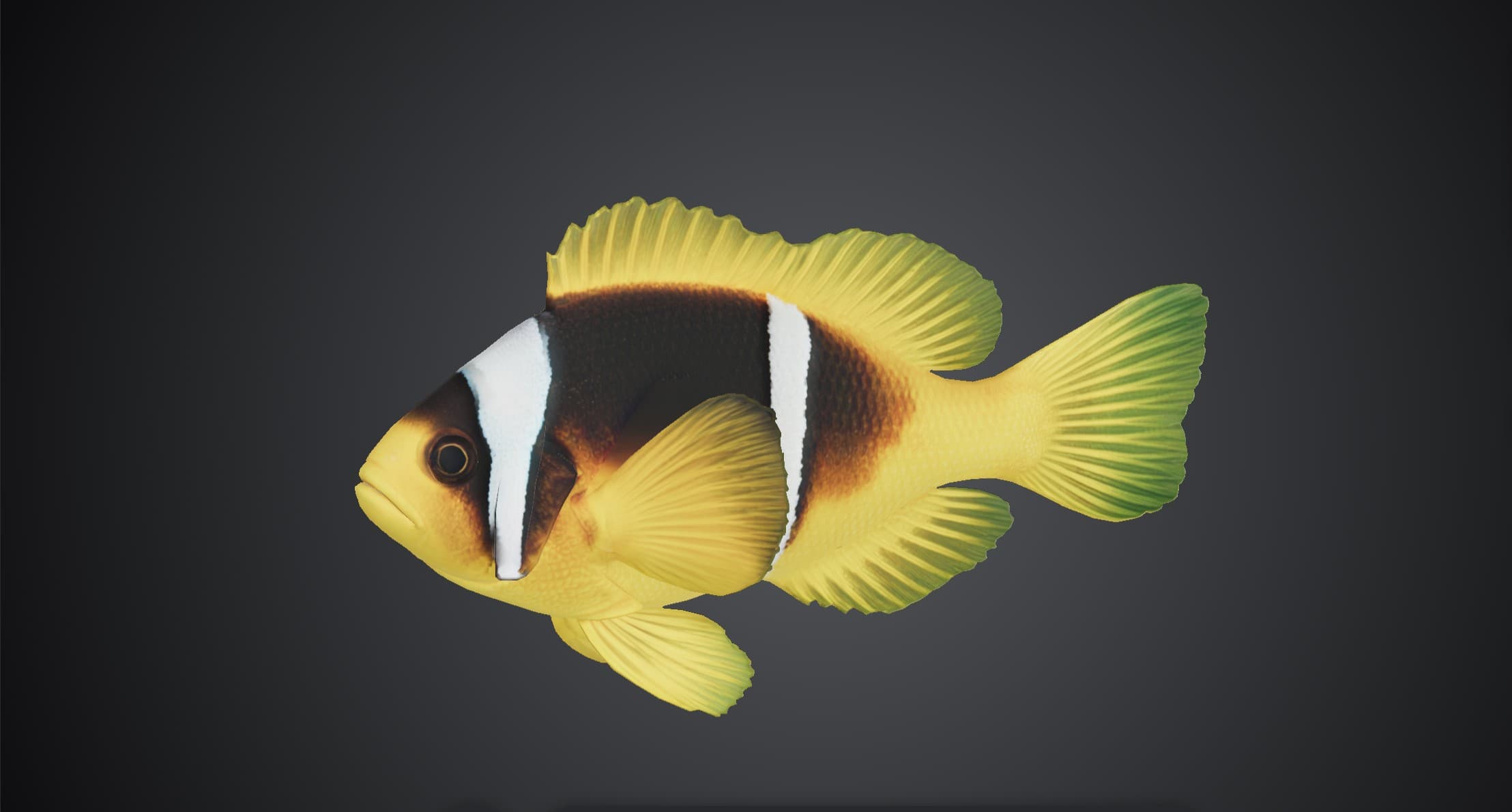 ปลาการ์ตูนลายปล้อง (Amphiprion clarkii)