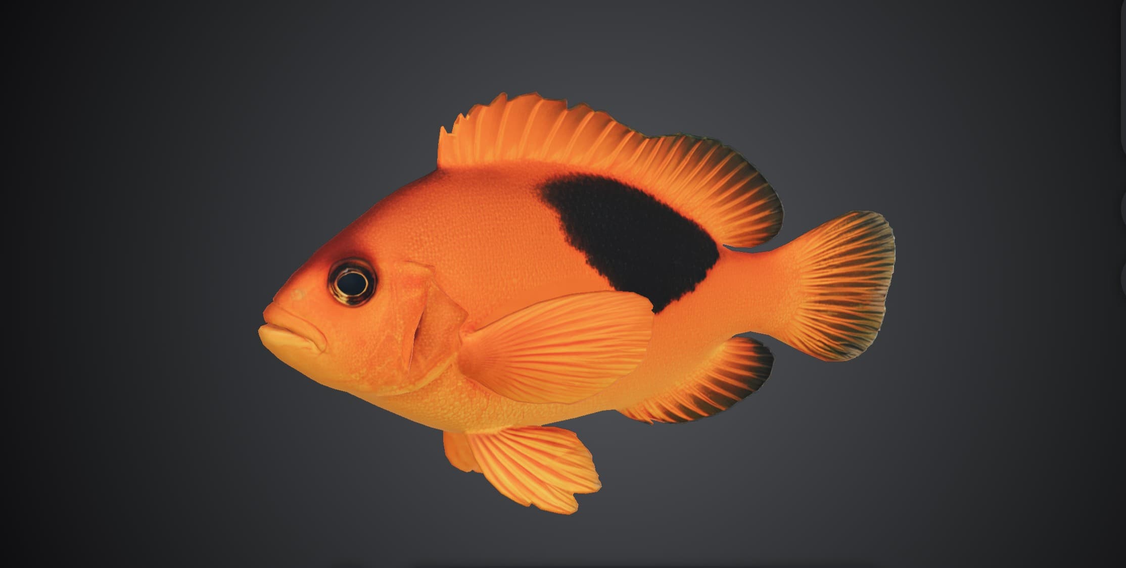 ปลาการ์ตูนปานดำ (Amphiprion ephippium)