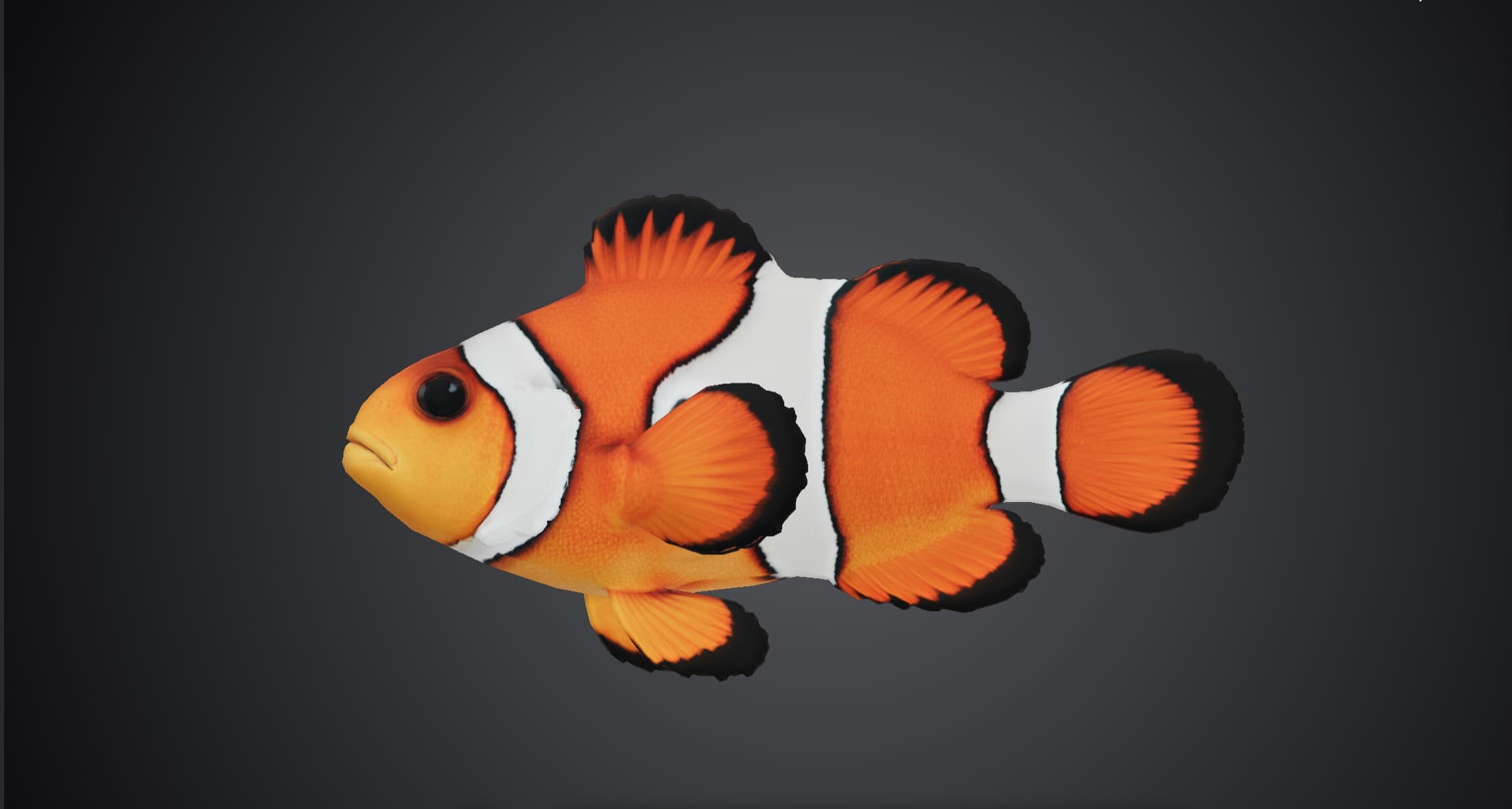 ปลาการ์ตูนส้มขาว (Amphiprion ocellaris)