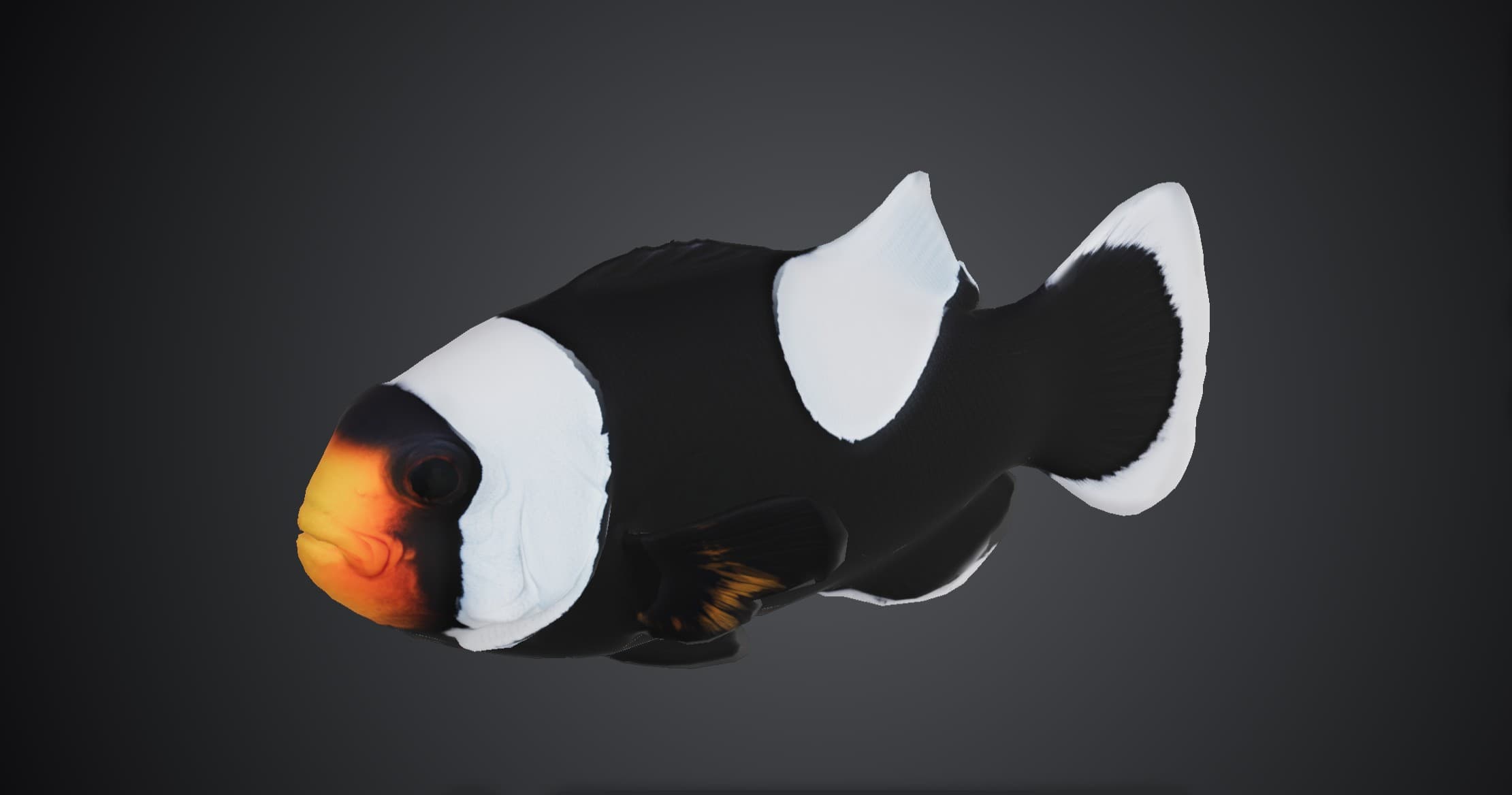 ปลาการ์ตูนอานม้า (Amphiprion polymnus)