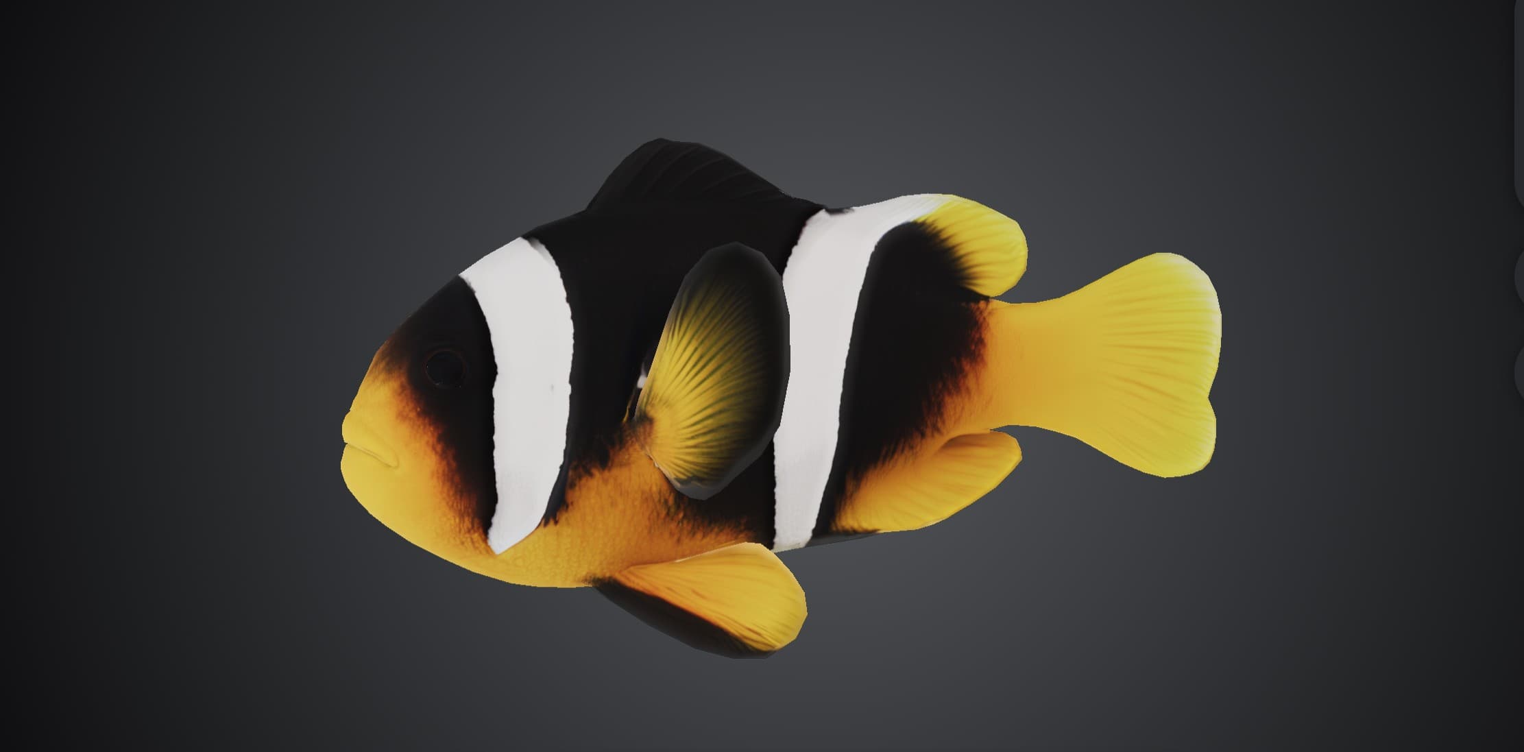 ปลาการ์ตูนสองบั้ง (Amphiprion sebae)