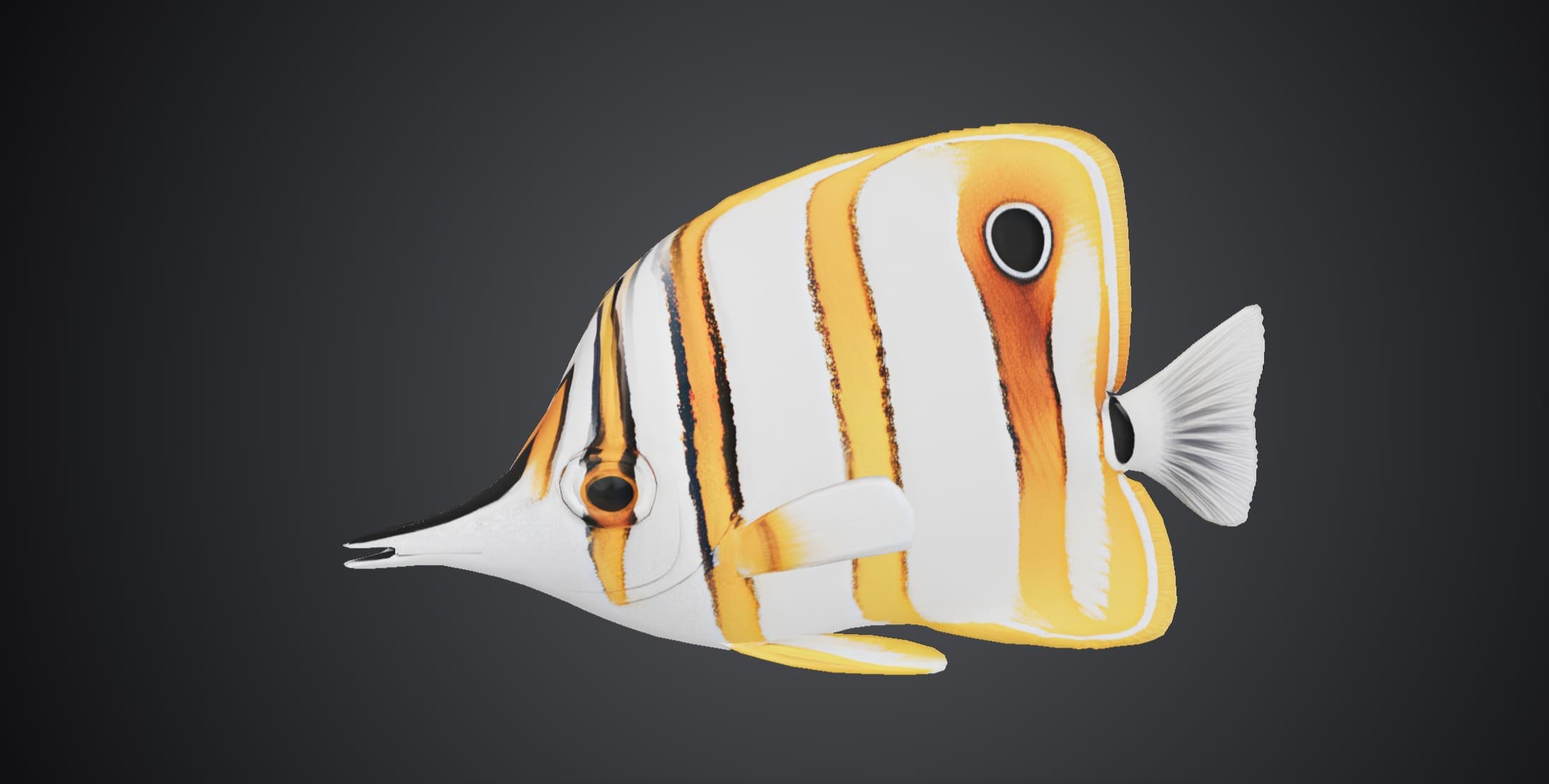 ปลาผีเสื้อจมูกยาว (Chaetodon rostratus)