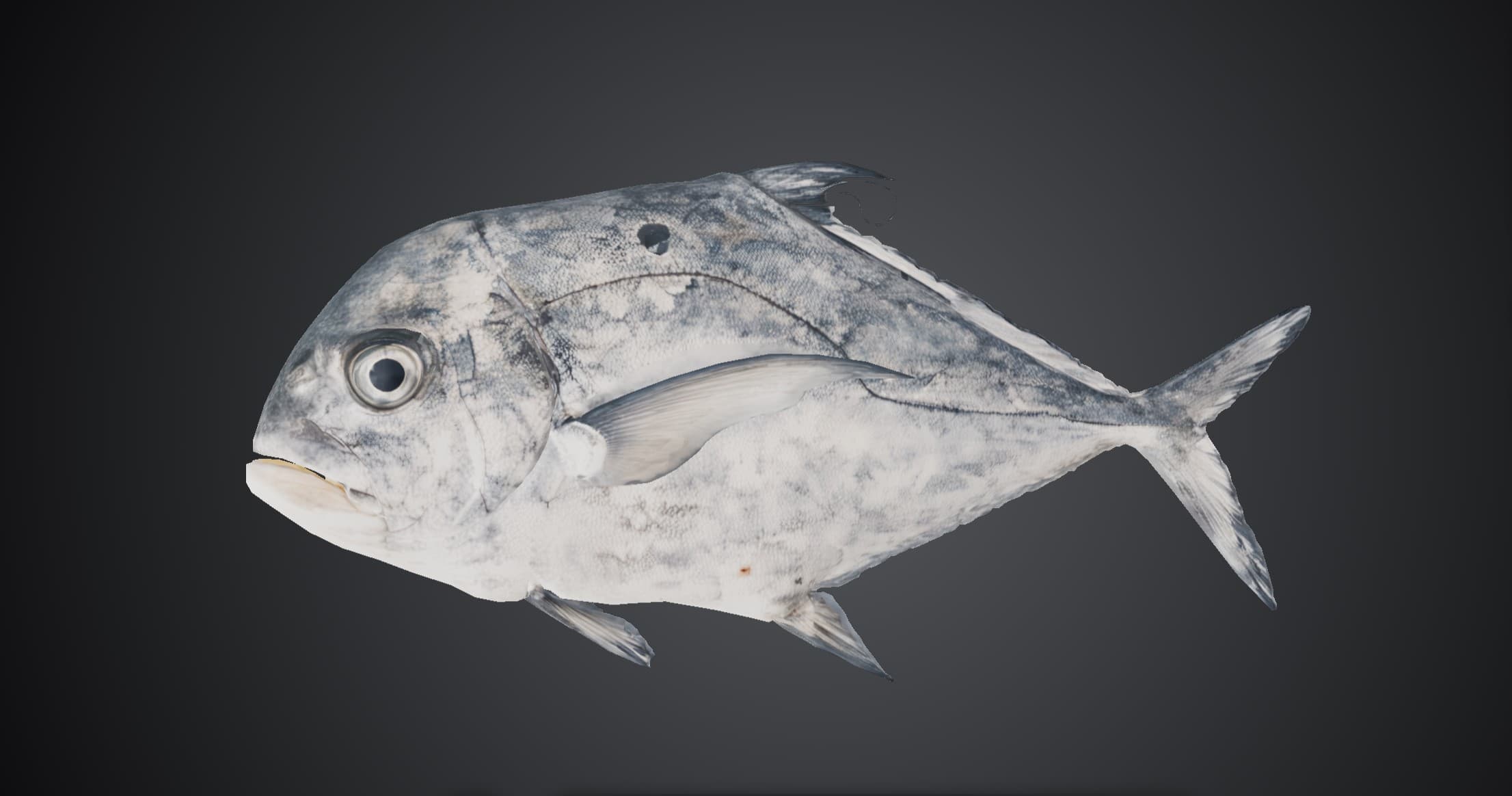 ปลาโฉมงาม (Alectis ciliaris)