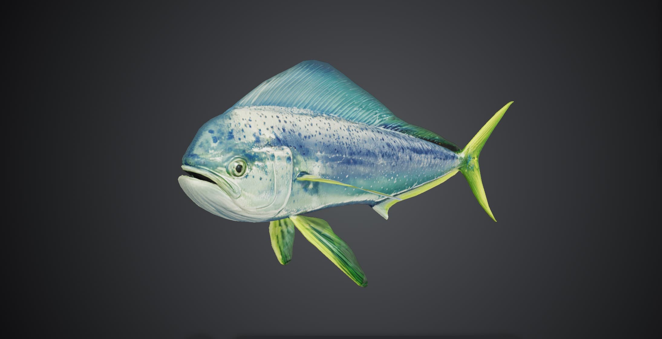 ปลาอีโต้มอญ (Coryphaena hippurus)