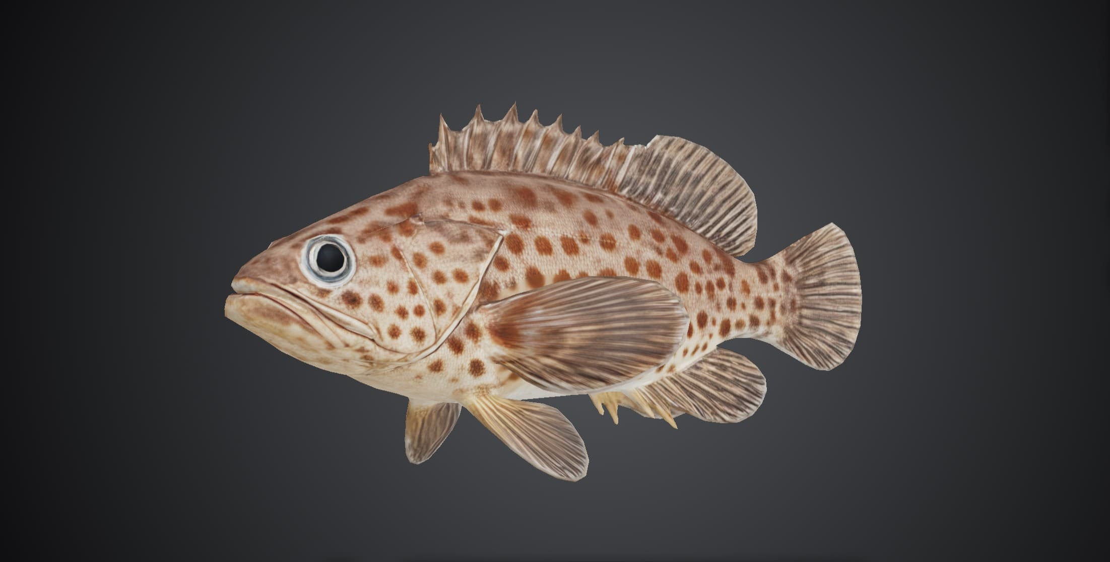 ปลากะรังดอกแดง (Epinephelus coioides)