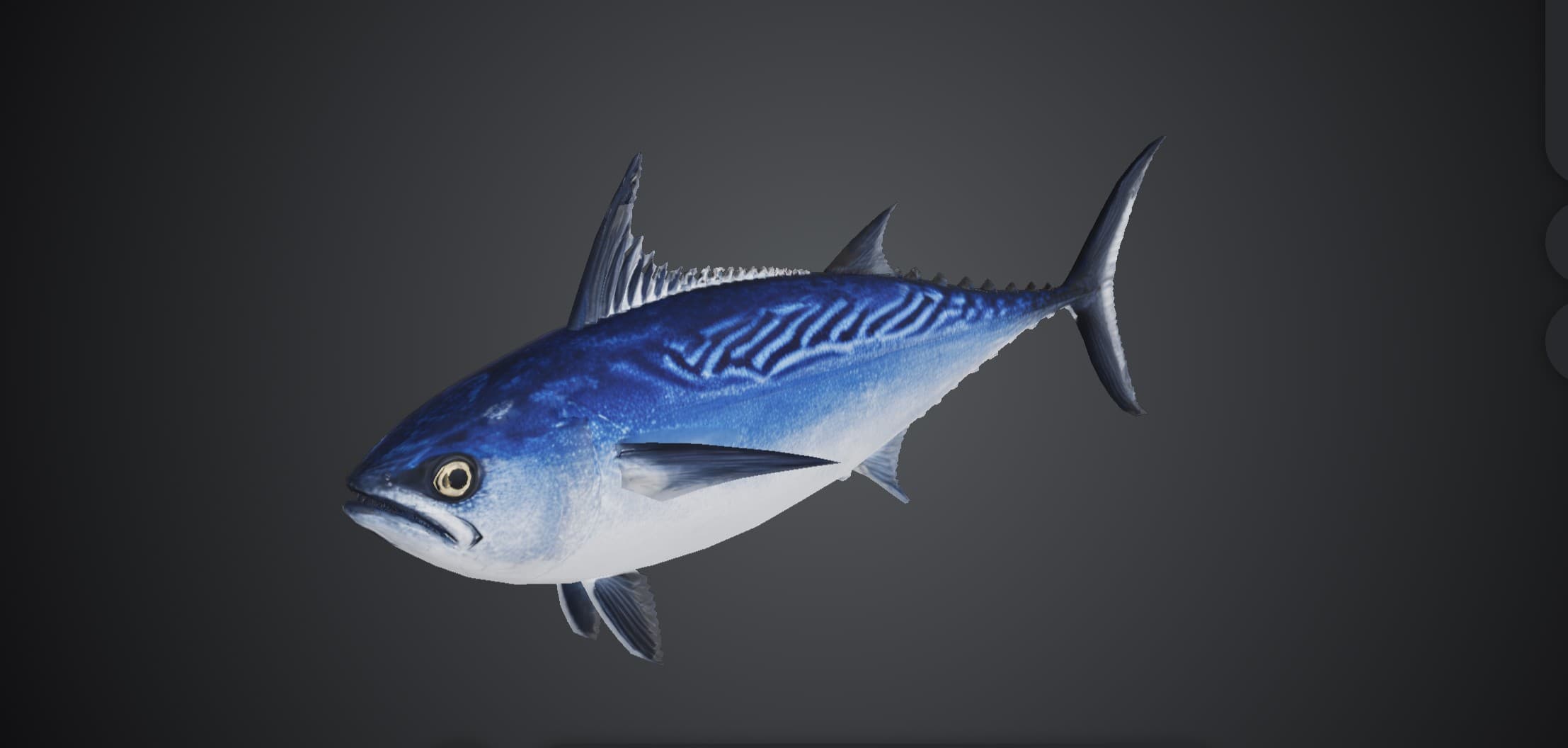 ปลาโอลาย (Euthynnus affinis)