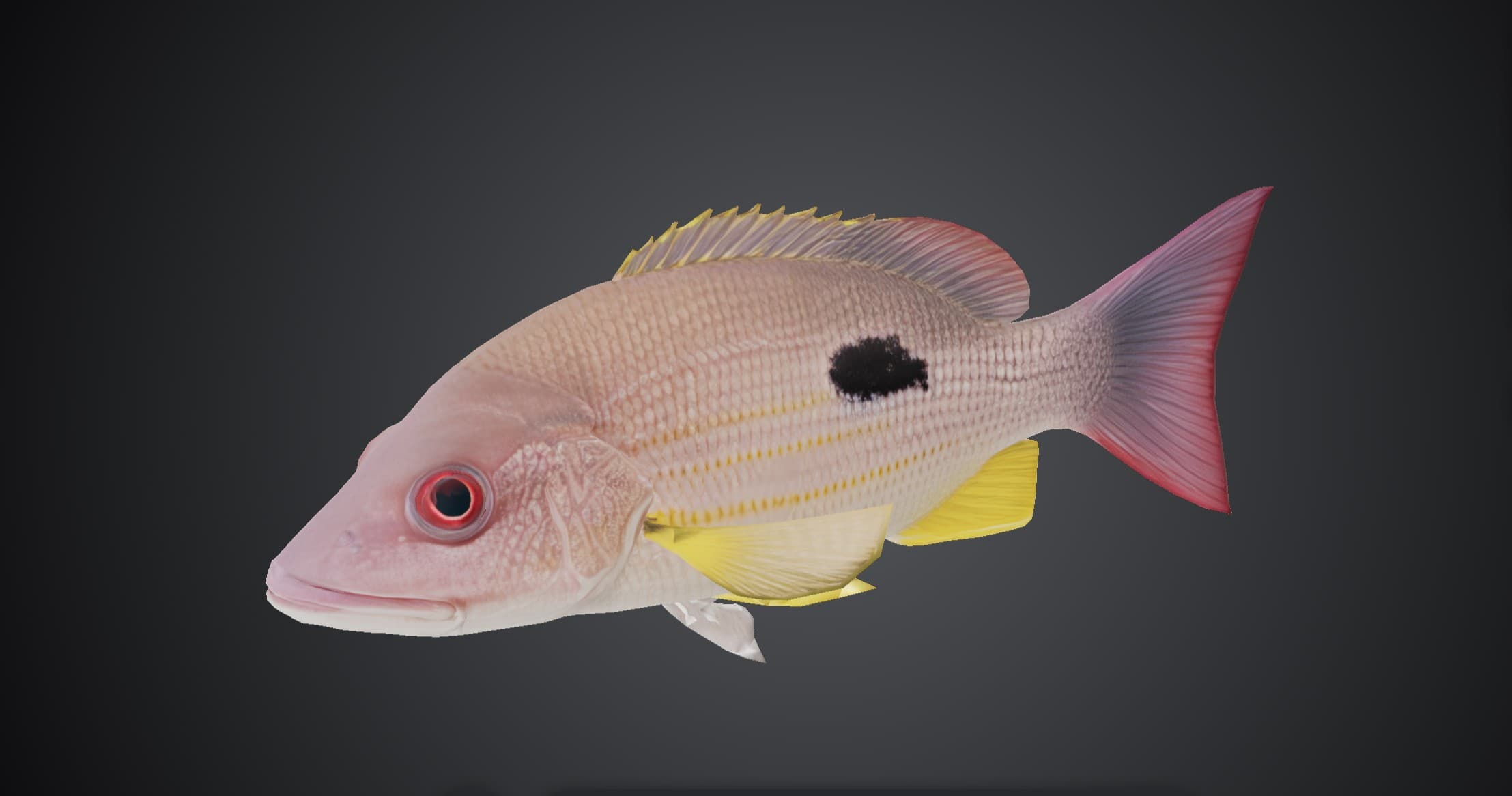 ปลากะพงข้างปาน (Lutjanus indicus)