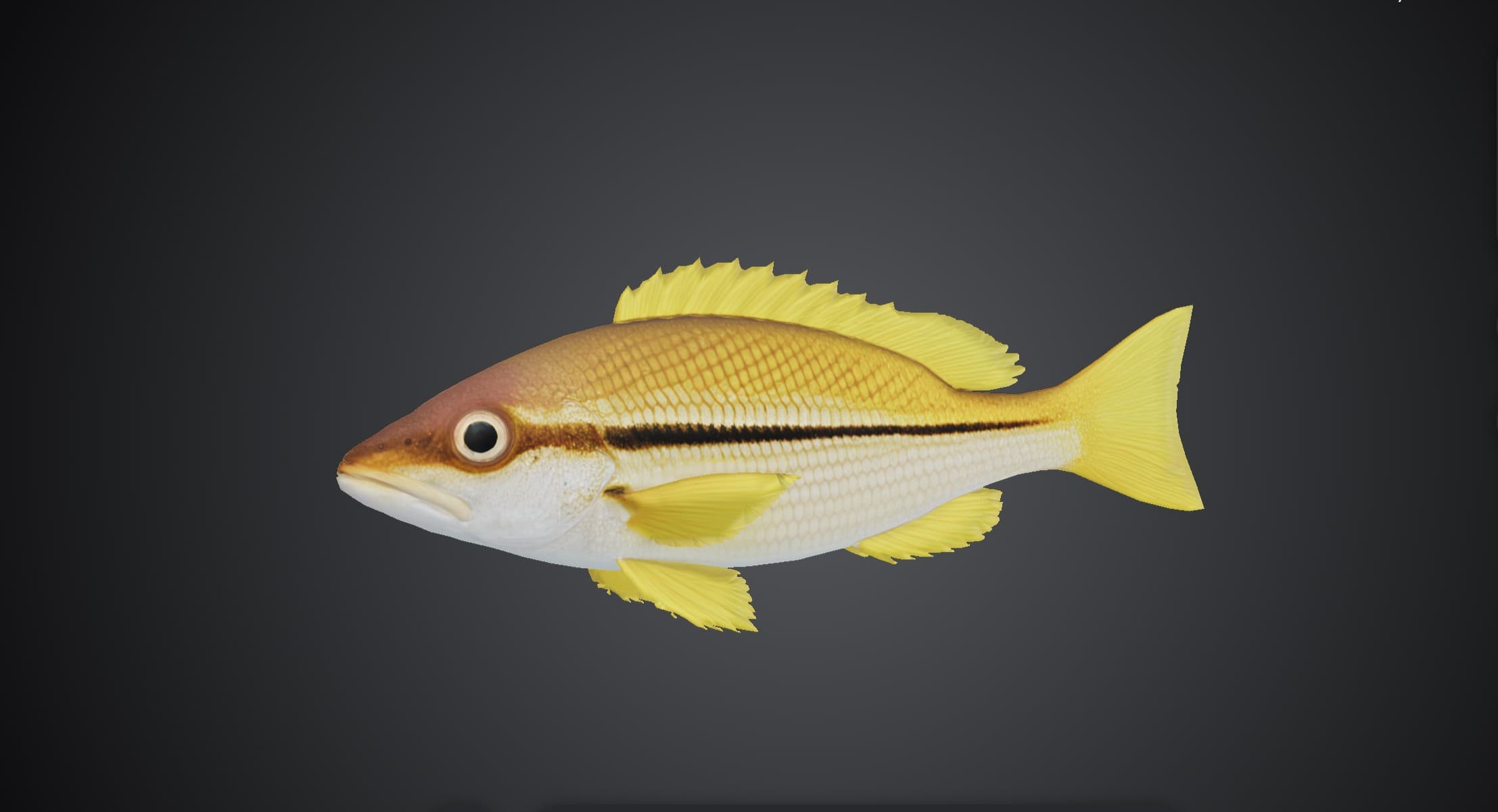 ปลากะพงเหลืองขมิ้น (Lutjanus lutjanus)