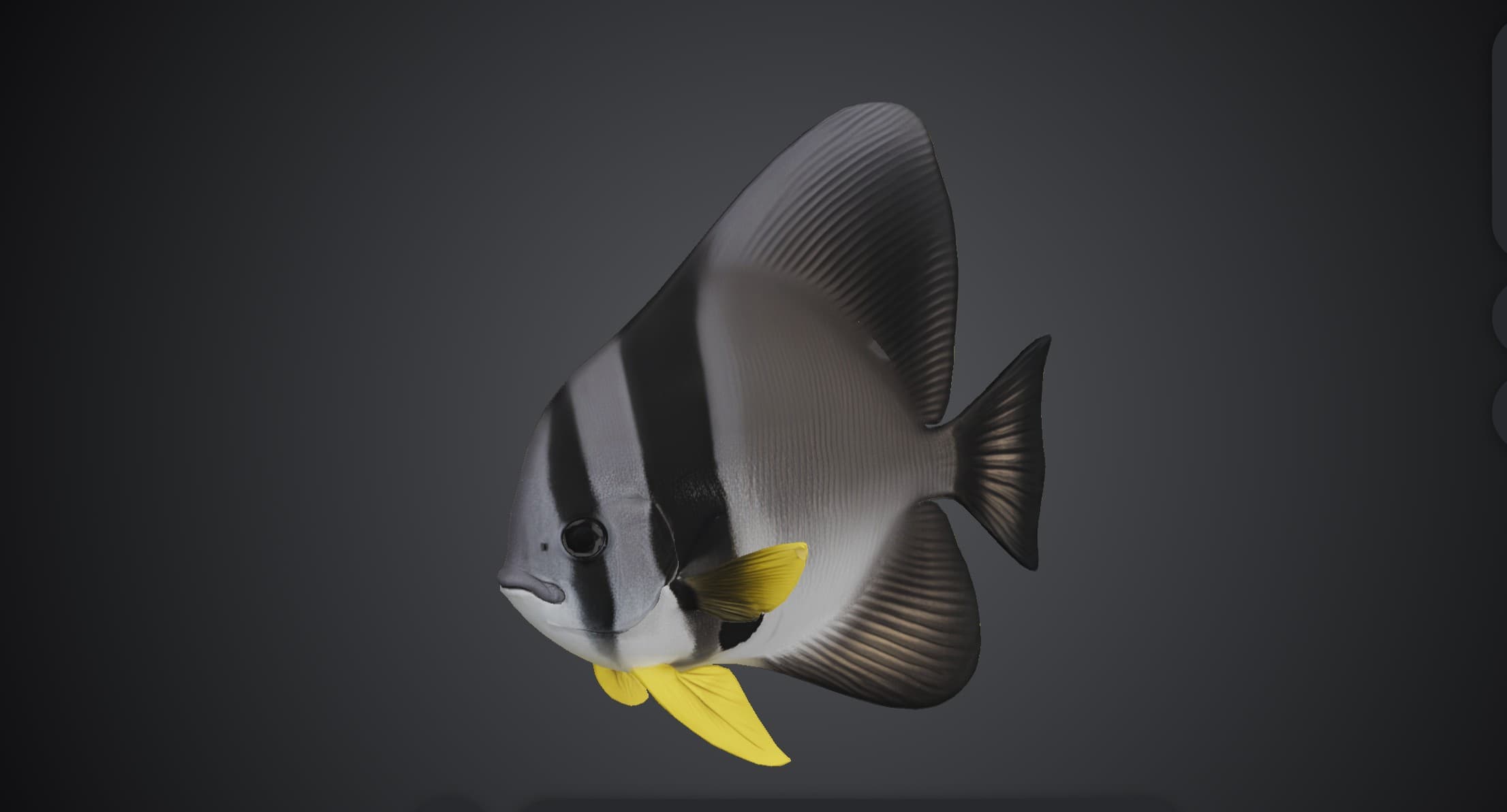 ปลาค้างคาว (Platax sp.)