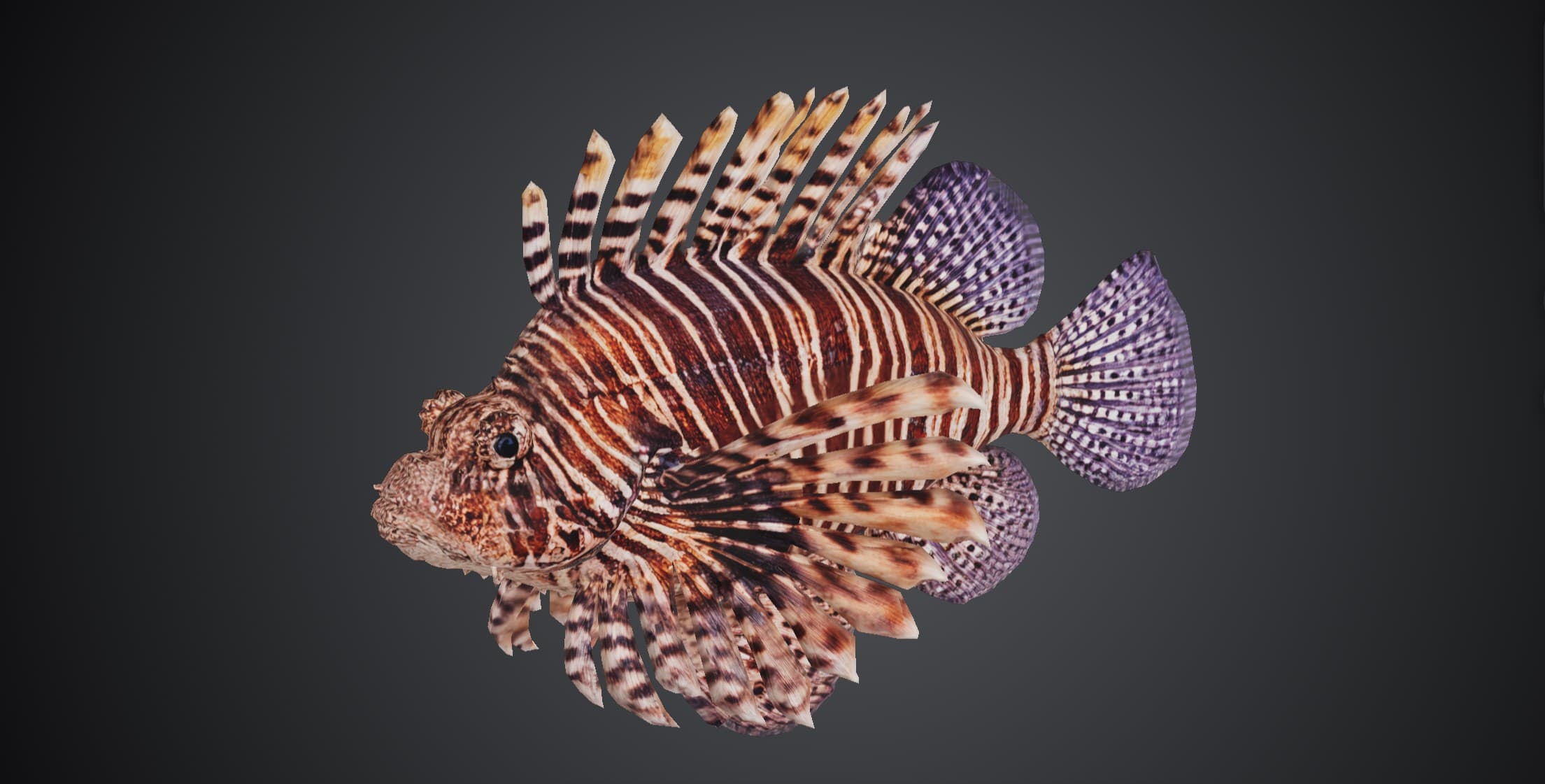 ปลาสิงโต (Pterois miles)