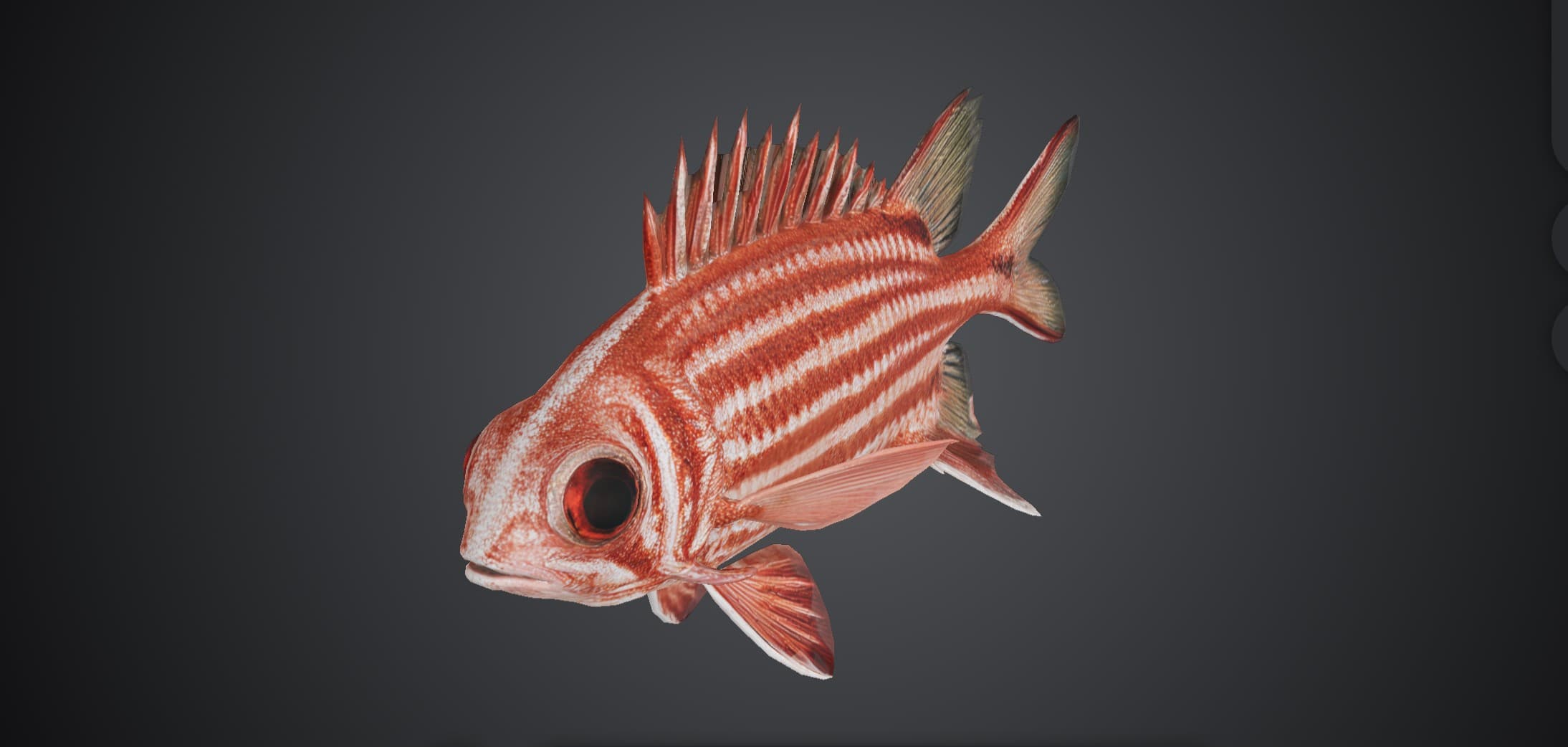 ปลากระรอกแดง (Sargocentron rubrum)