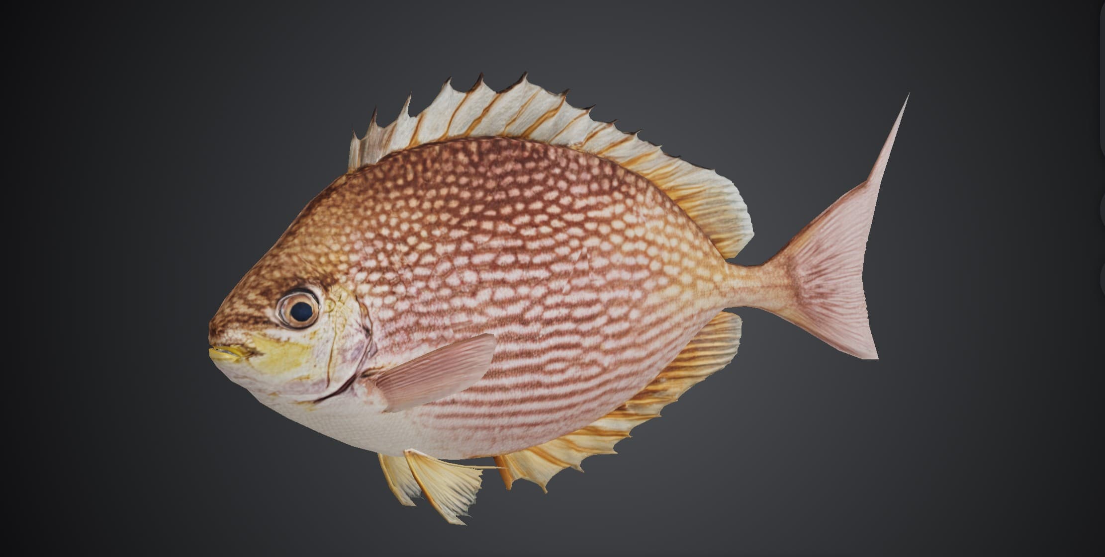 ปลาสลิดหินลายแถบ (Siganus javus)