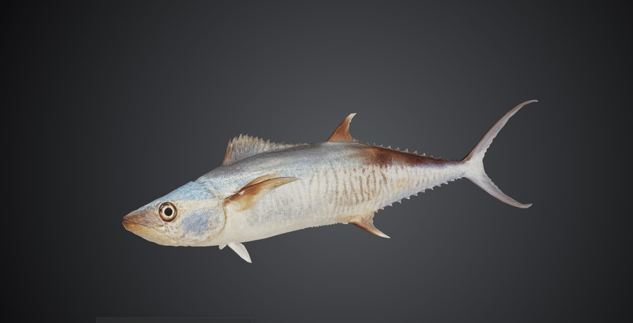 ปลาอินทรีบั้ง (Spanish mackerel)