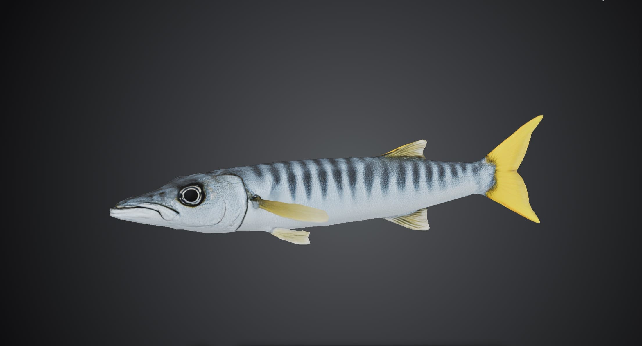 ปลาสากเหลือง (Sphyraena obtusata)