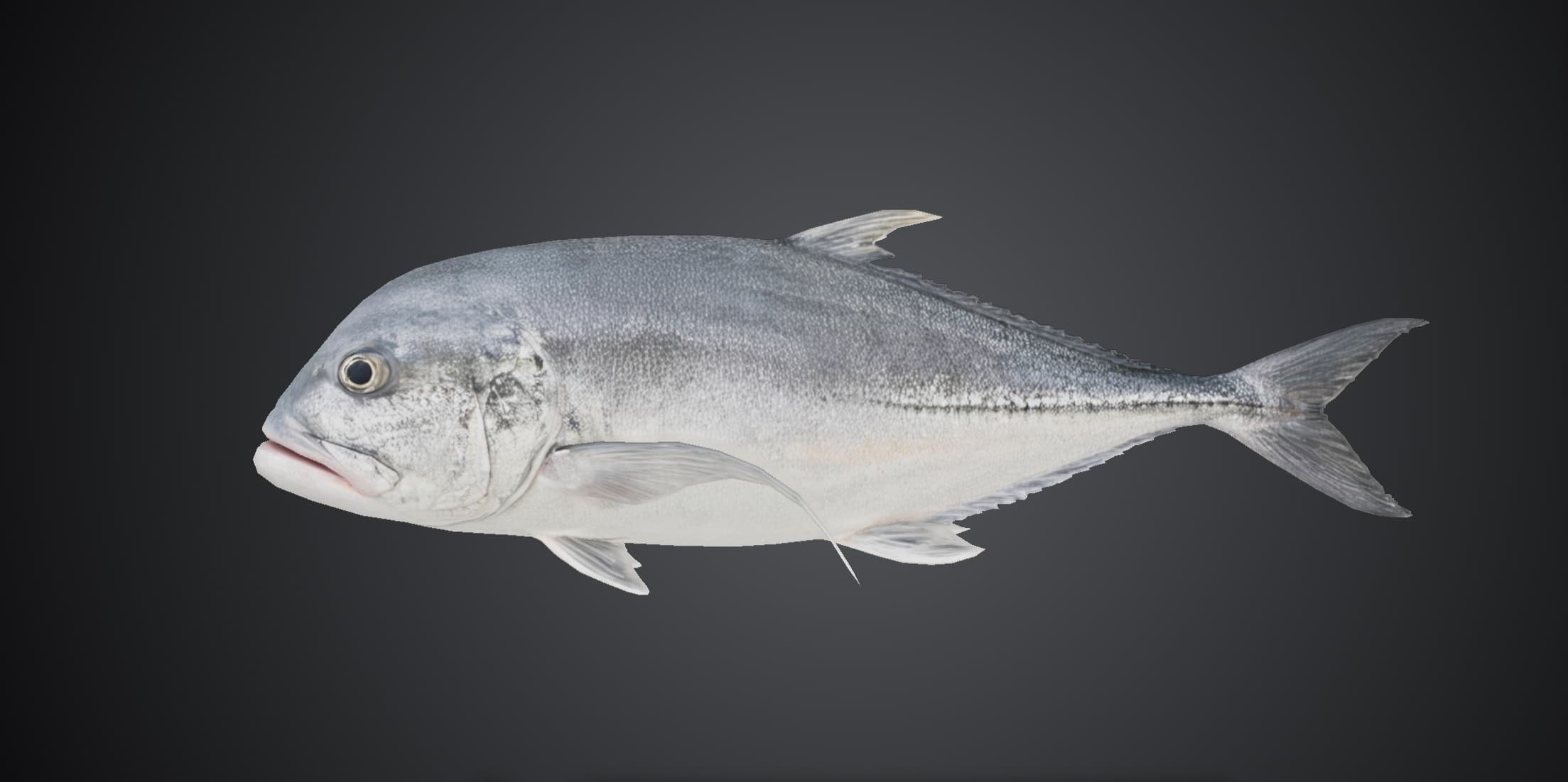ปลากะมงพร้าว (Caranx ignobilis)
